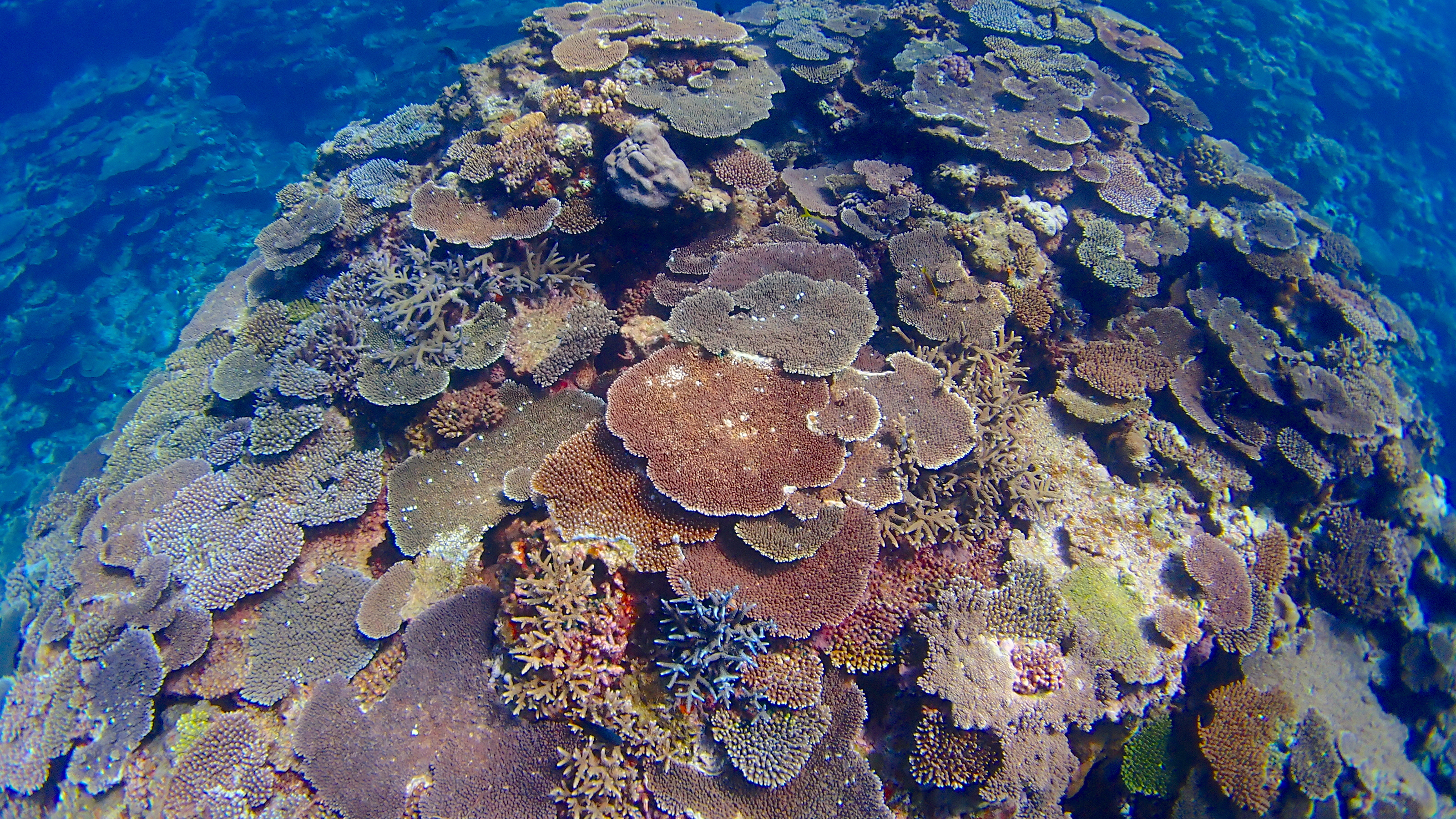 今帰仁村の崎山ビーチで素潜り！サンゴの丘が魅力的！ | ひと息の世界