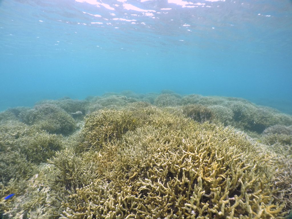 アカティーダバンタの枝珊瑚の群生